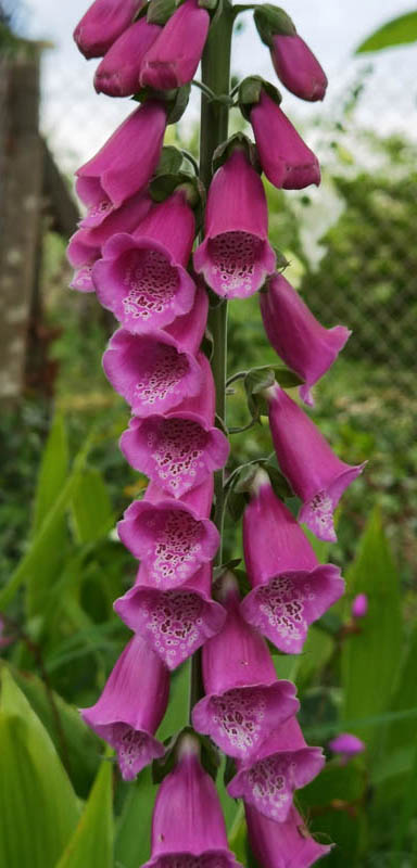 Digitalis purpurea